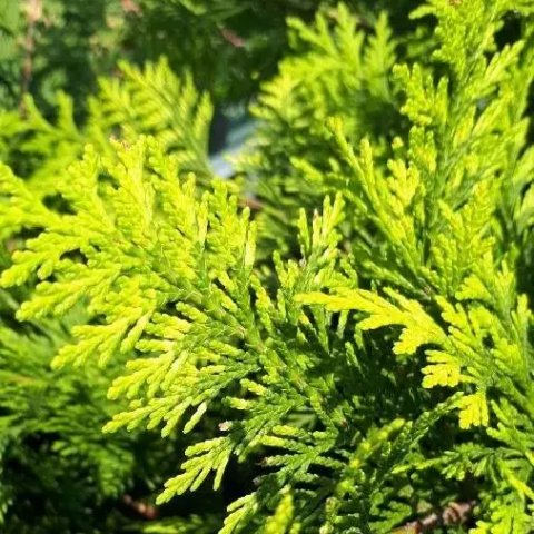 Chamaecyparis lawsoniana 'Stardust'