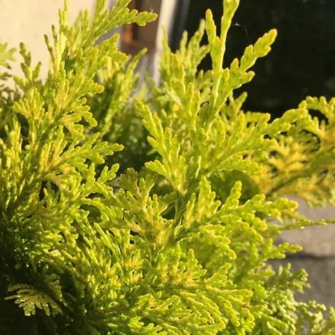 Chamaecyparis lawsoniana 'Stardust'