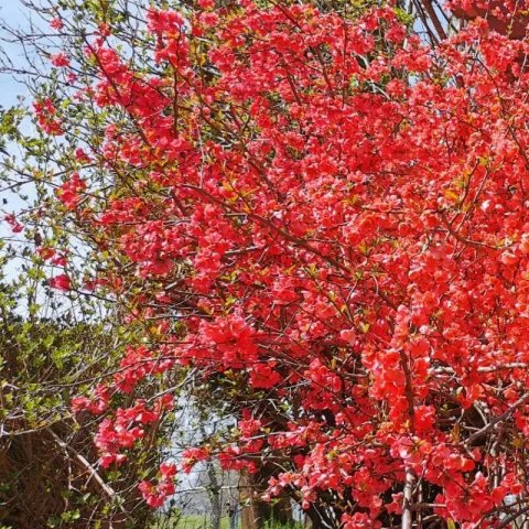 Chaenomeles speciosa 'rubra'