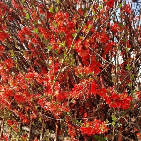 Chaenomeles speciosa 'rubra'