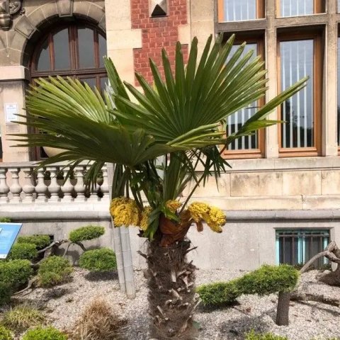 Chamaerops (Trachycarpus) wagnerianus 