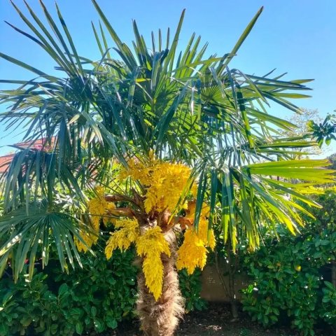 Chamaerops excelsa (Trachycarpus fortunei) 