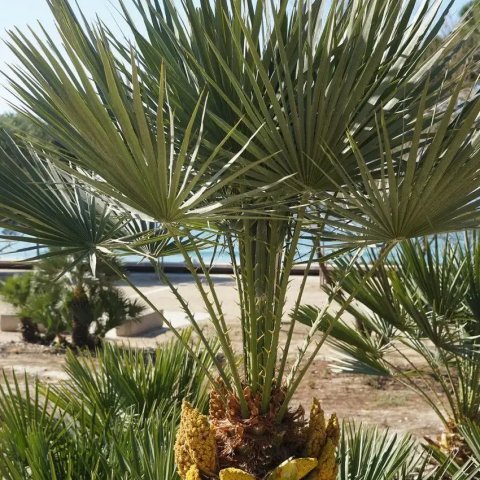 Chamaerops humilis 