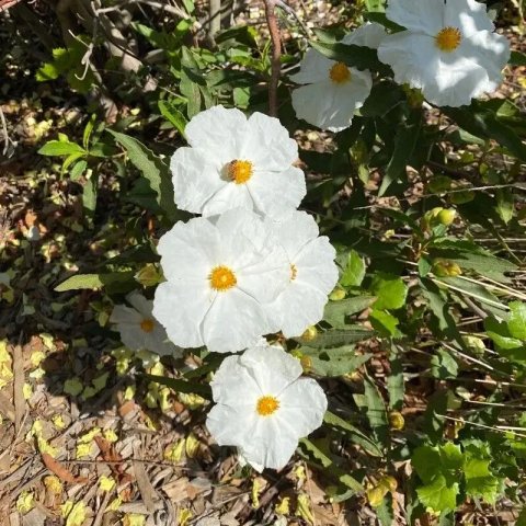 Cistus florentinus 