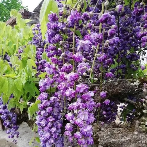 Wisteria floribunda 'Black Dragon'