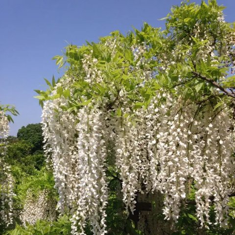 Wisteria floribunda 'Longissima Alba'