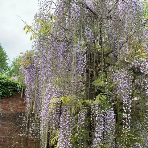 Wisteria floribunda 'Macrobotrys'