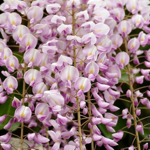 Wisteria floribunda 'Rosea'