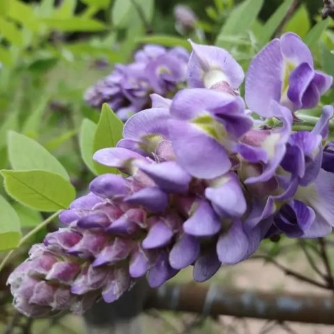 Wisteria frutescens 