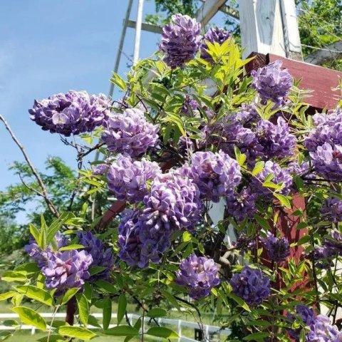 Wisteria frutescens 'Amethyst Fall'®