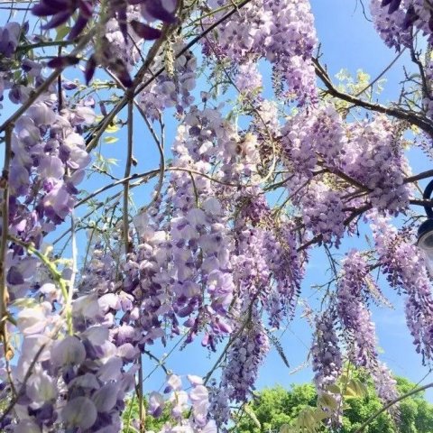 Wisteria sinensis (chinensis) 