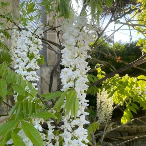 Wisteria sinensis 'Alba'