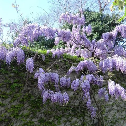 Wisteria x formosa 'Issai'