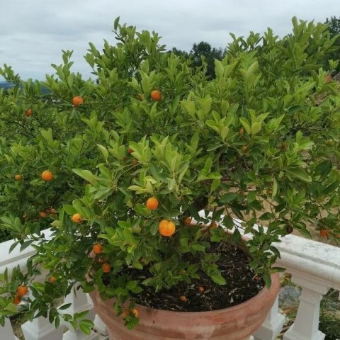 Citrus clementina 