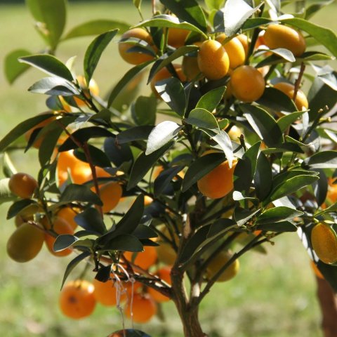 Citrus fortunella 'Margarita'