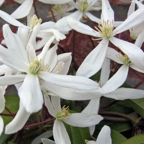 Clematis armandii 