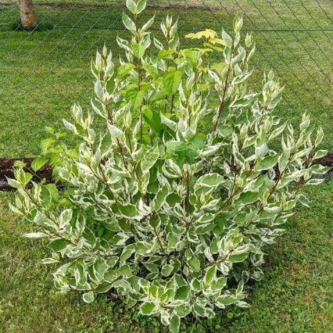 Cornus alba 