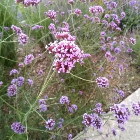 Verbena bonariensis 