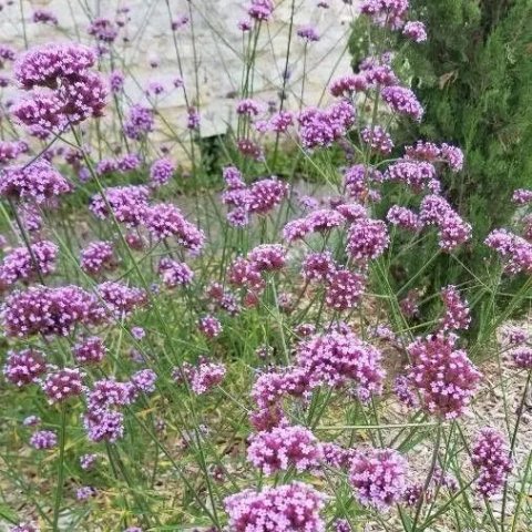 Verbena bonariensis 