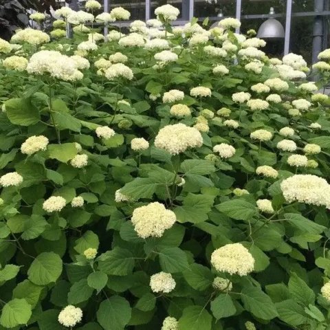 Hydrangea arborescens 