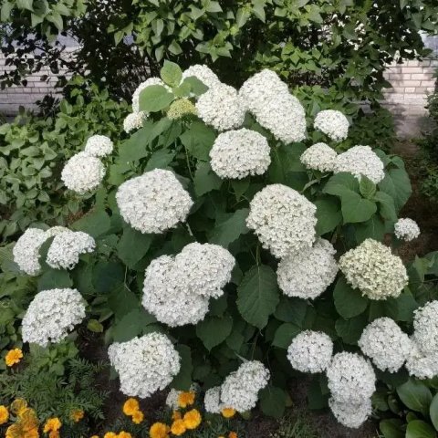 Hydrangea arborescens 