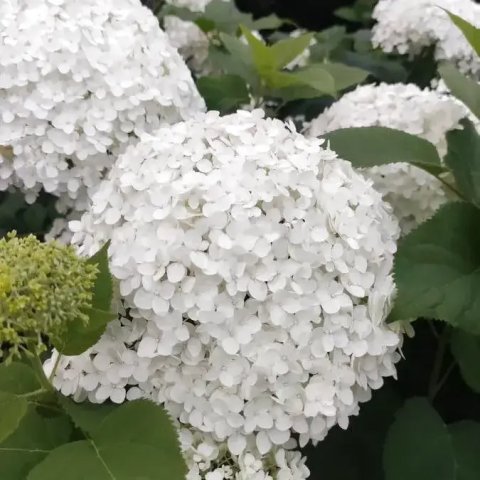 Hydrangea arborescens 'Annabelle'