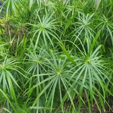 Cyperus alternifolius 