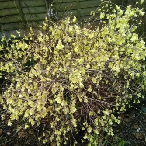 Corylopsis pauciflora 