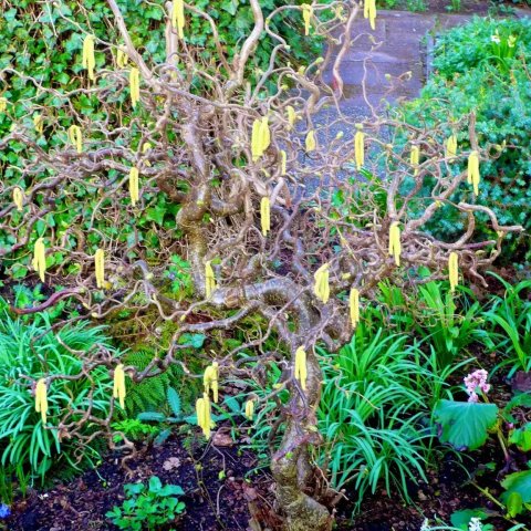 Corylus avellana 'Contorta'