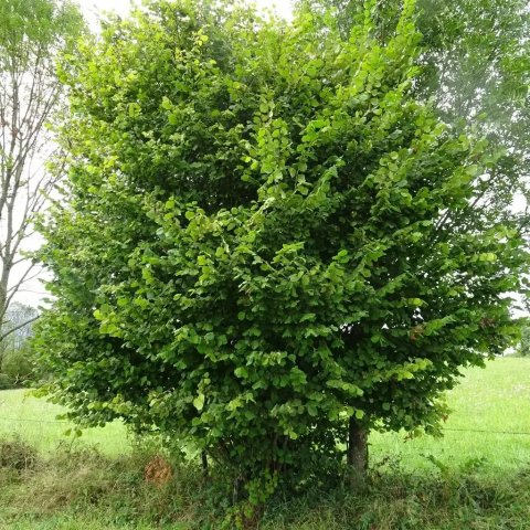 Corylus avellana