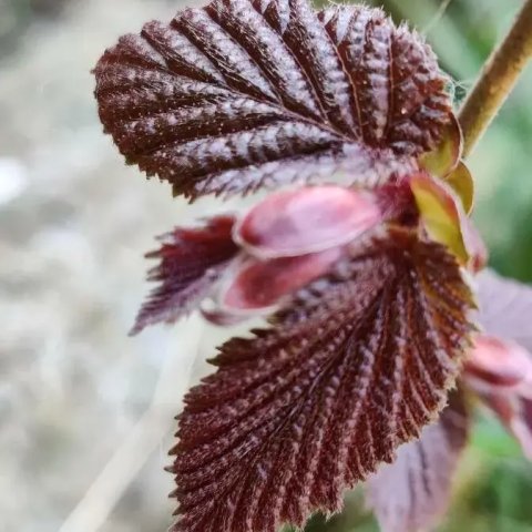 Corylus maxima 'Purpurea'