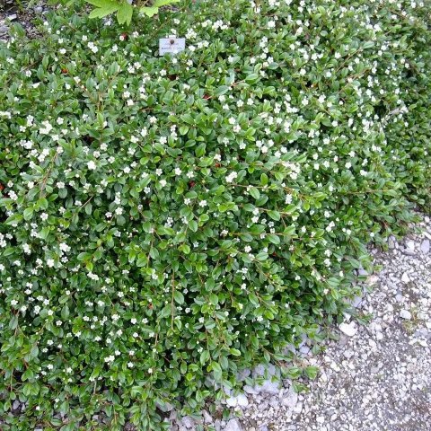 Cotoneaster dammeri 