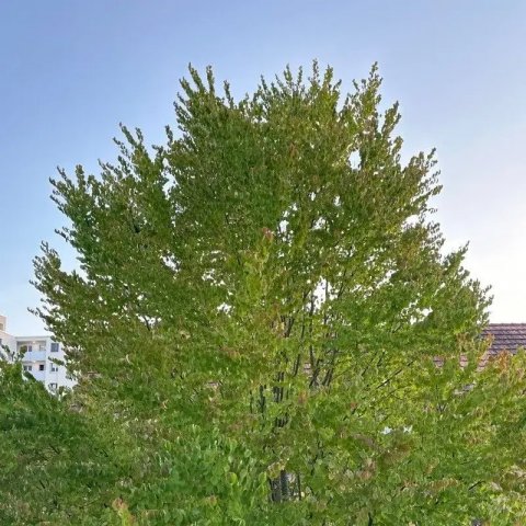 Cercidiphyllum japonicum 