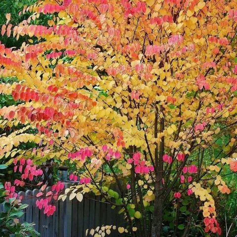 Cercidiphyllum japonicum 