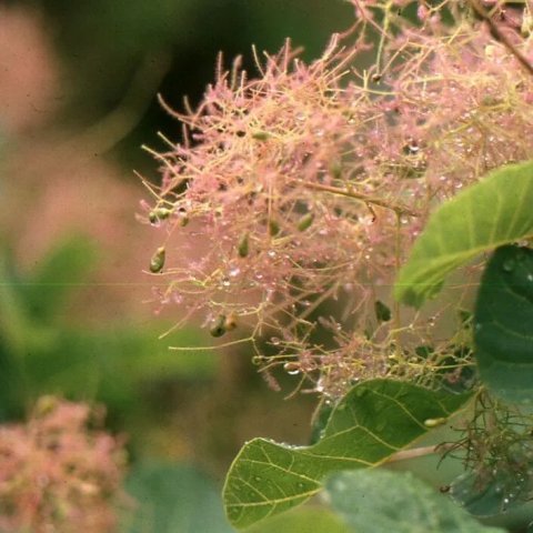 Cotinus coggygria