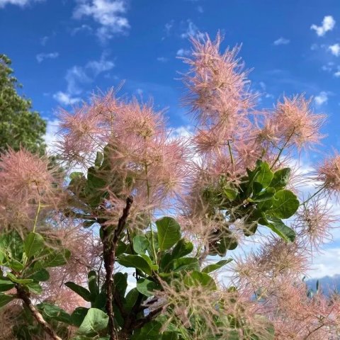 Cotinus coggygria