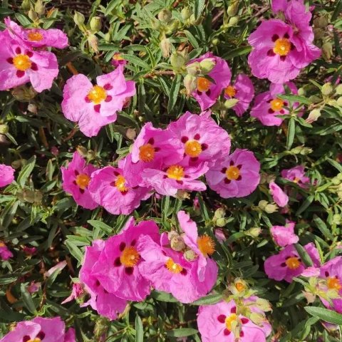 Cistus purpureus 