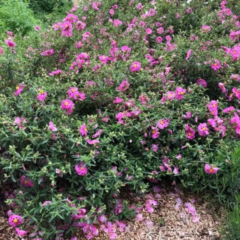 Cistus purpureus 