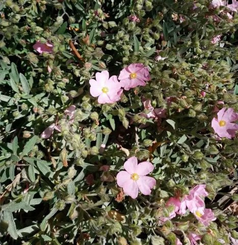 Cistus skanbergii 