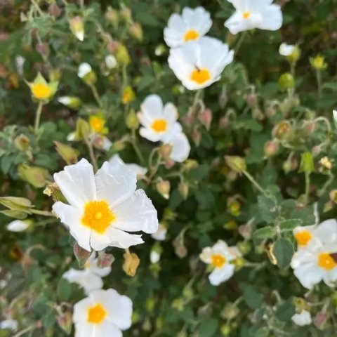 Cistus salviifolius 