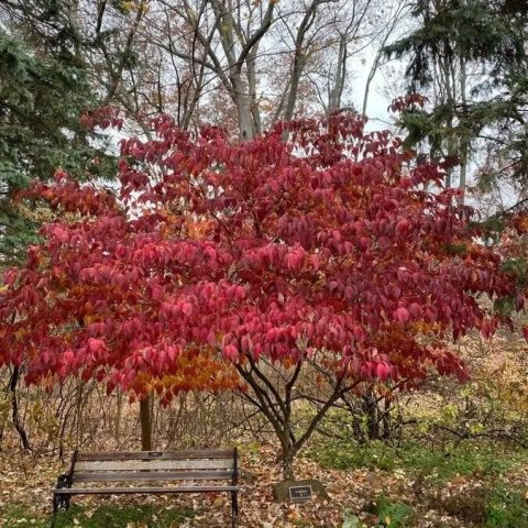 Cornus florida 'Rubra'