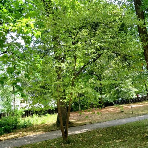 Cornus florida 