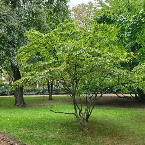 Cornus kousa 