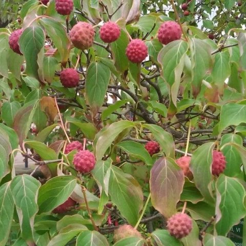 Cornus kousa 'Satomi'