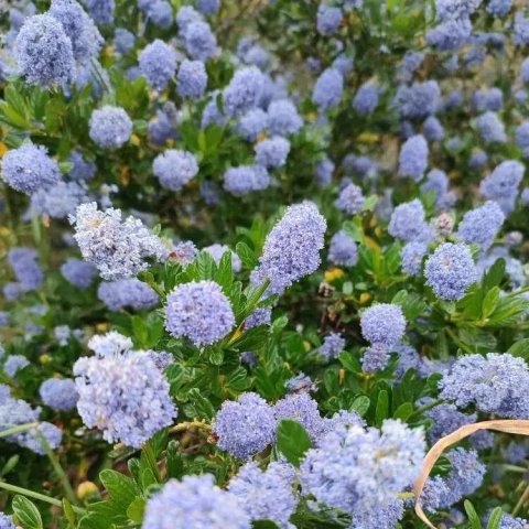 Ceanothus delilianus 'Gloire de Versailles'