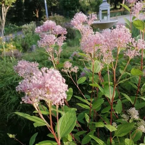 Ceanothus pallidus 'Marie Simon'