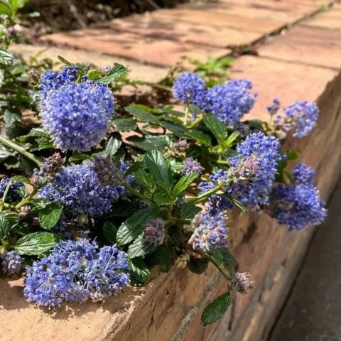 Ceanothus thyrsiflorus 'Repens'