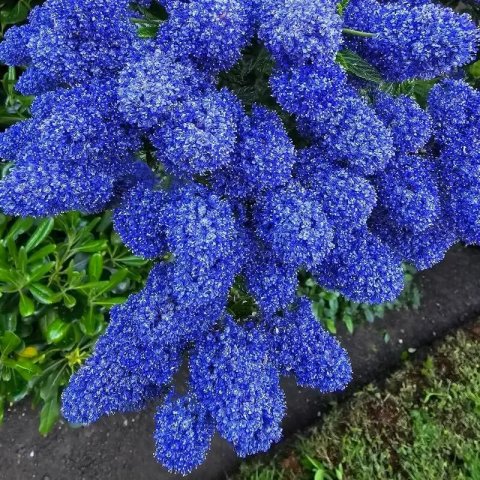 Ceanothus x Blue Mound'