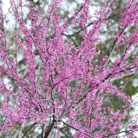 Cercis canadensis 