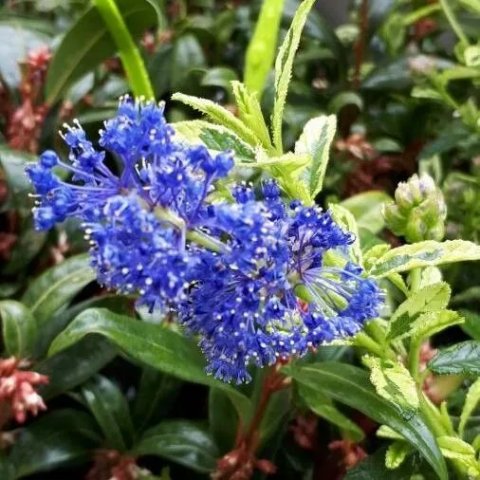 Ceanothus x 'Concha'